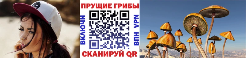 Купить закладки  Суджа  Псилоцибиновые грибы GOLDEN TEACHER 